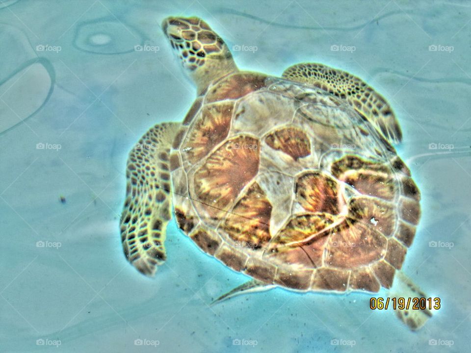 turtle