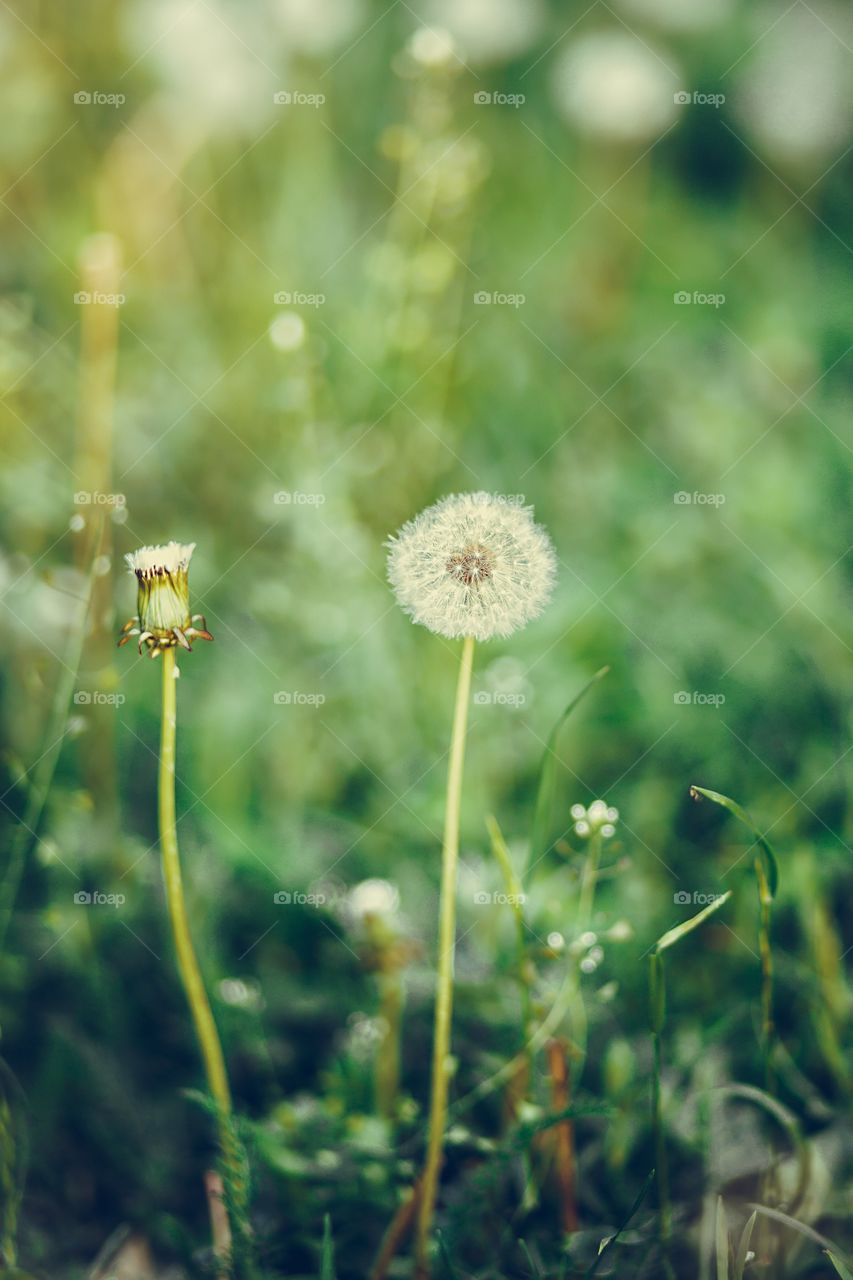 dandelion