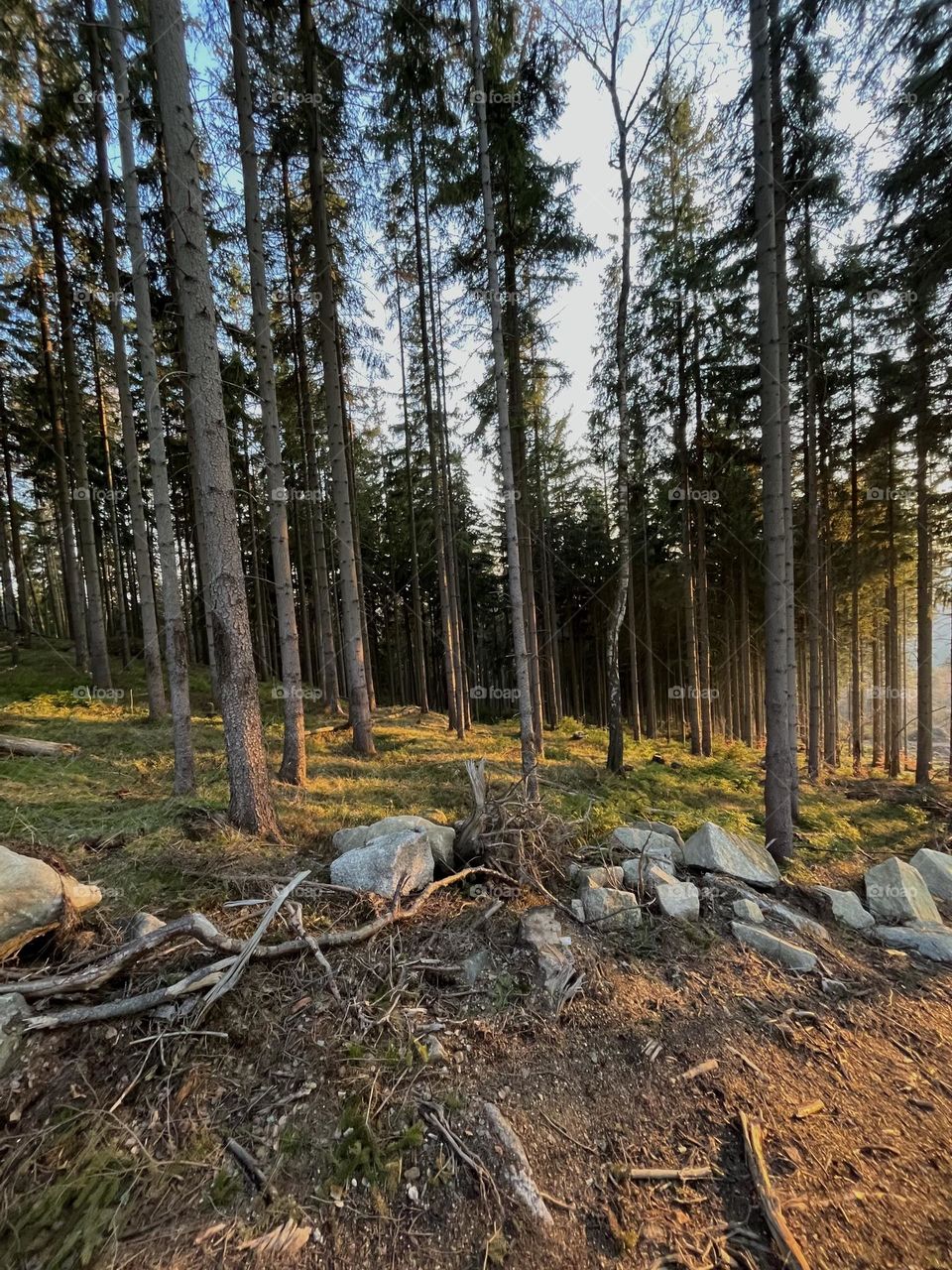 Rays of the sun in a magical Czech forest🌄🌲