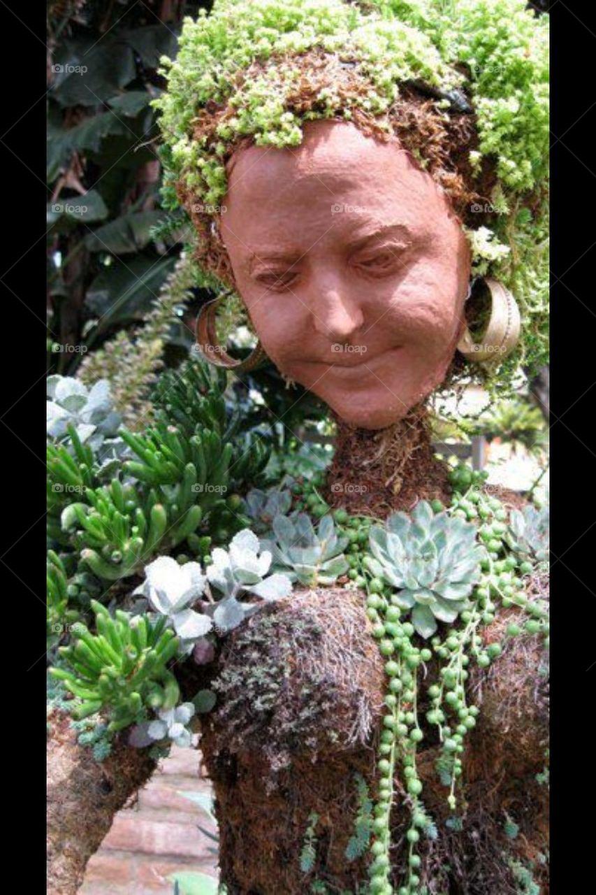 Succulent lady