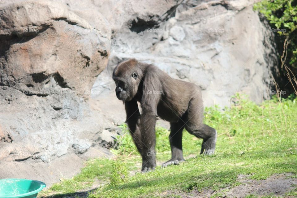 Adolescent gorilla