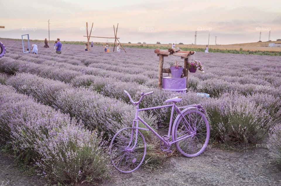 Lavender field