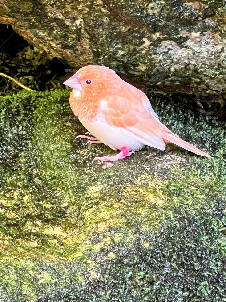 Perched in Stillness