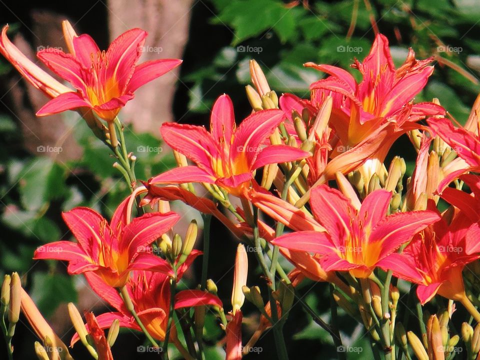 Pink Flowers (3)