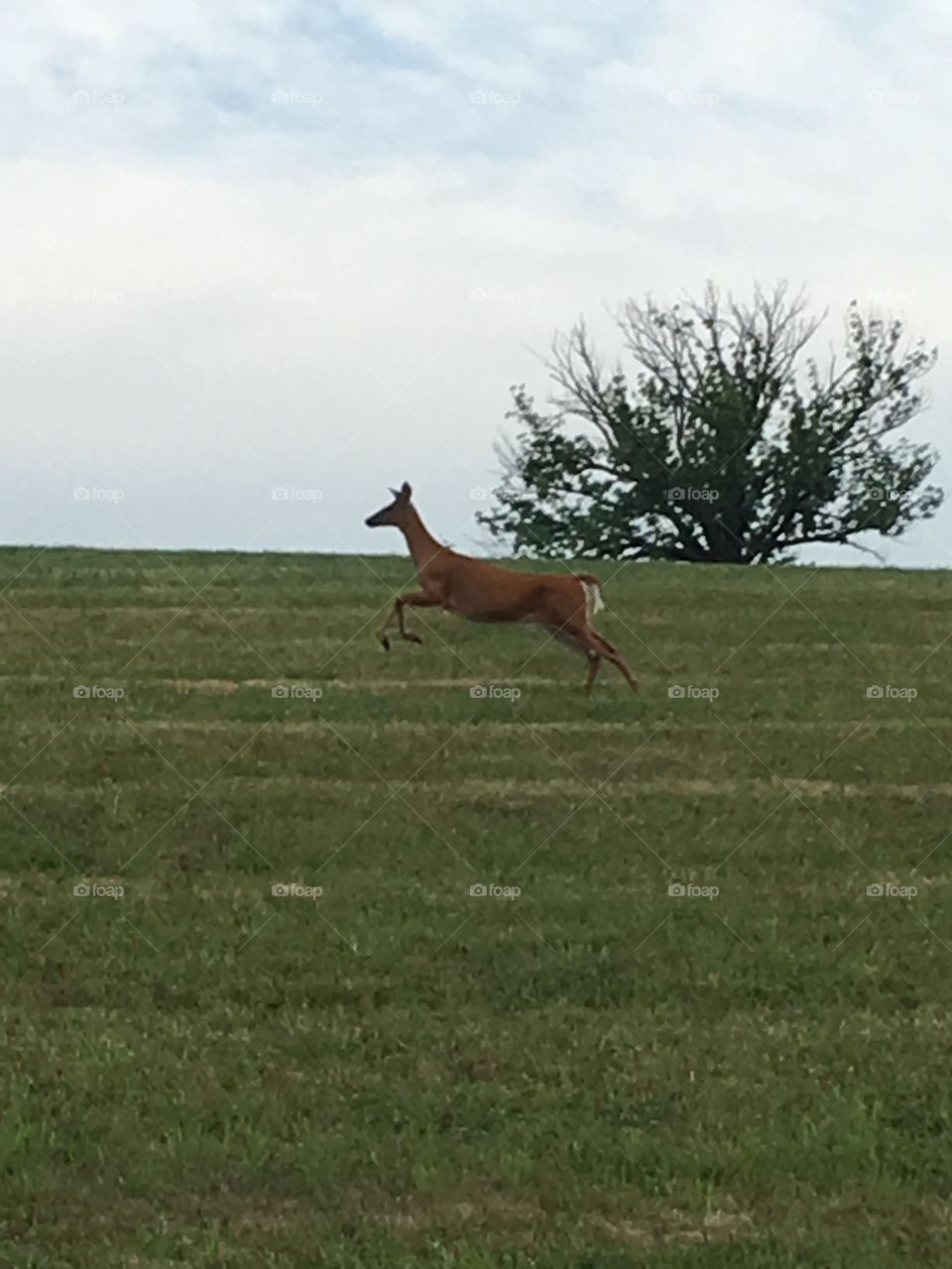 Deer running in a field in Pennsylvania 