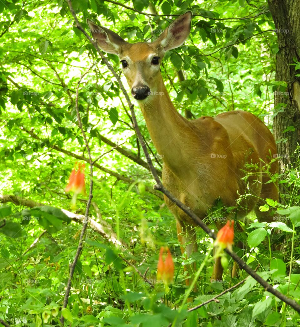 White Tailed deer with Wild Columbine.