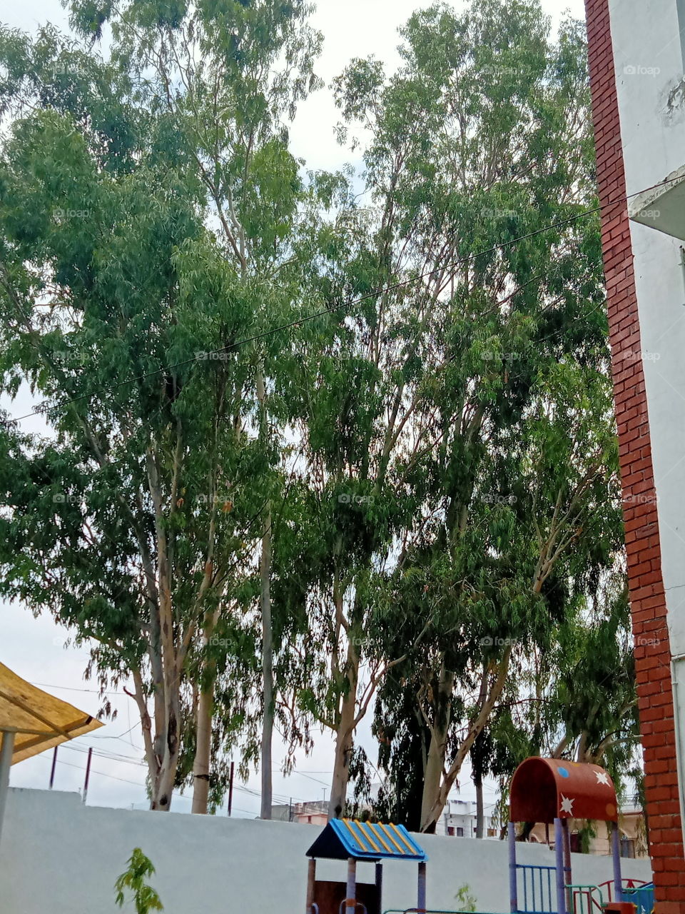 Eucalyptus standing tall