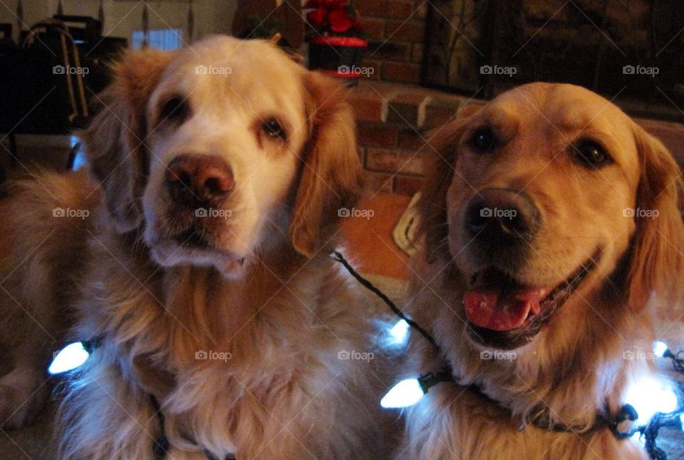 Golden Retrievers