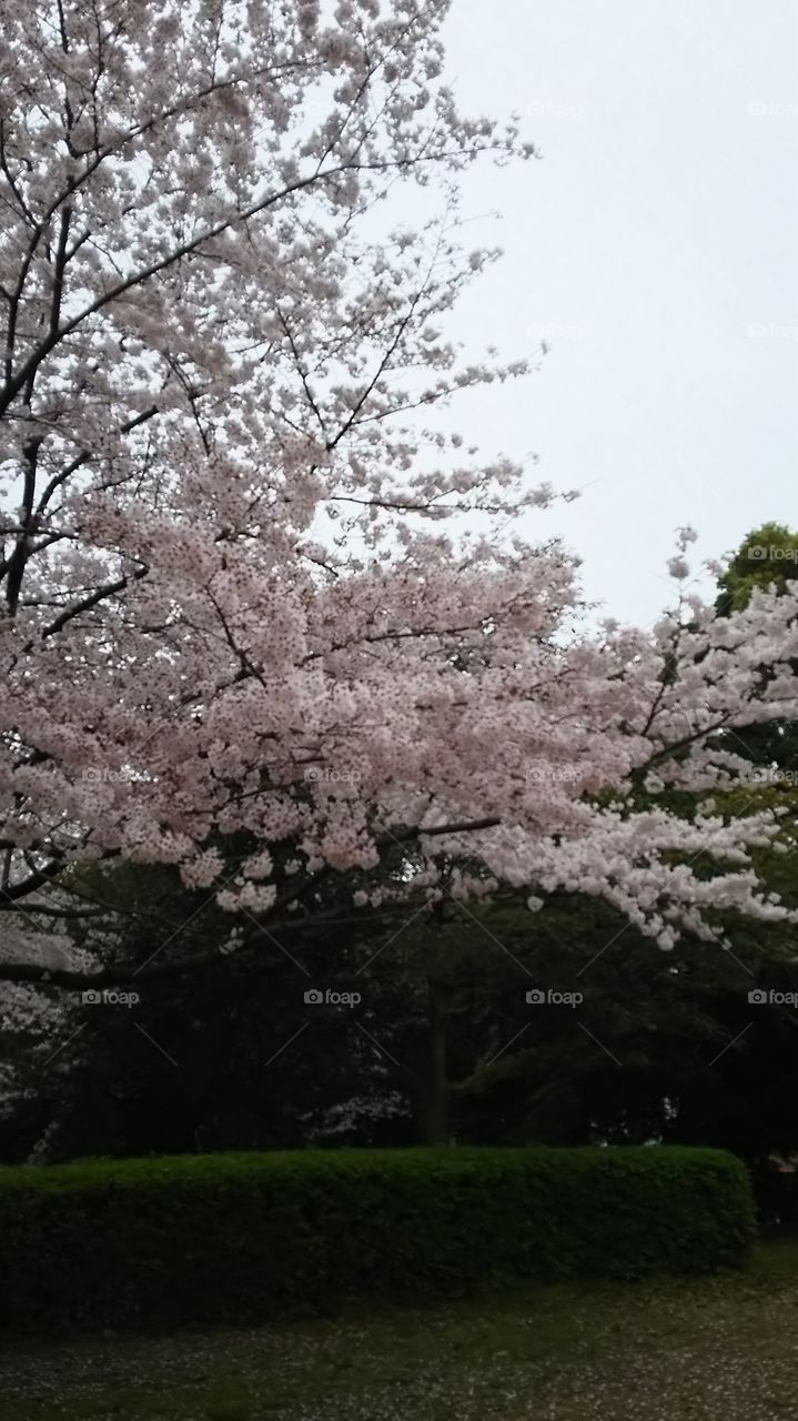 Sakura. Spring
