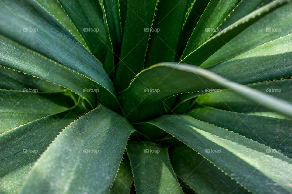 Full frame shot of succulent plant