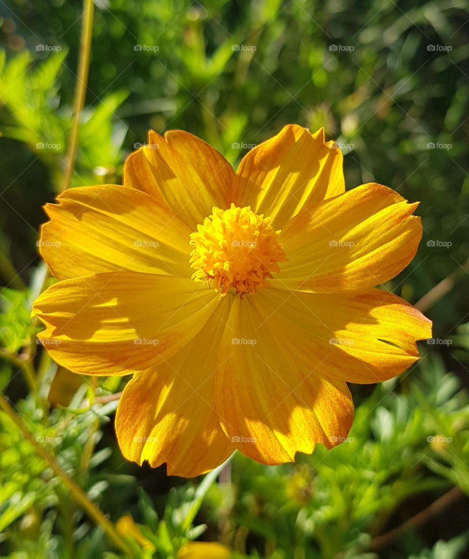 flower- yellow flower