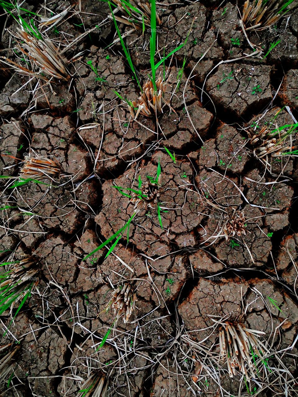 when the land lacks water