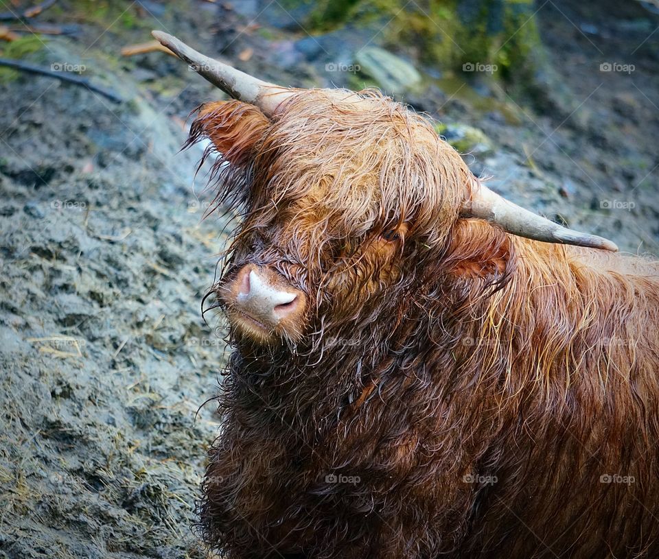 Scottish Highland Cow grazing in Norway. 