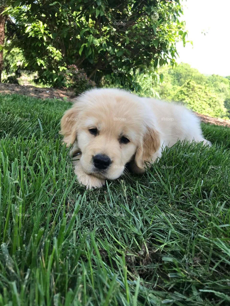 WOW.... feeling sleepy over the graasssss.....