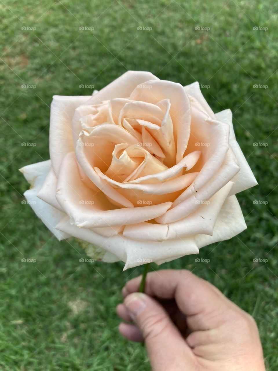 🌹 🇺🇸 Very beautiful flowers to brighten our day.  Live nature and its beauty. Did you like the delicate petals? / 🇧🇷 Flores muito bonitas para alegrar nosso dia. Viva a natureza e sua beleza. Gostaram das pétalas delicadas? 