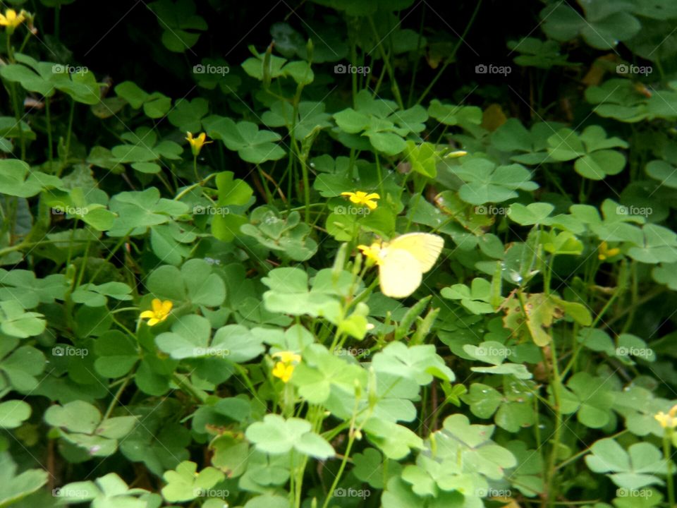 Butterfly and flowers