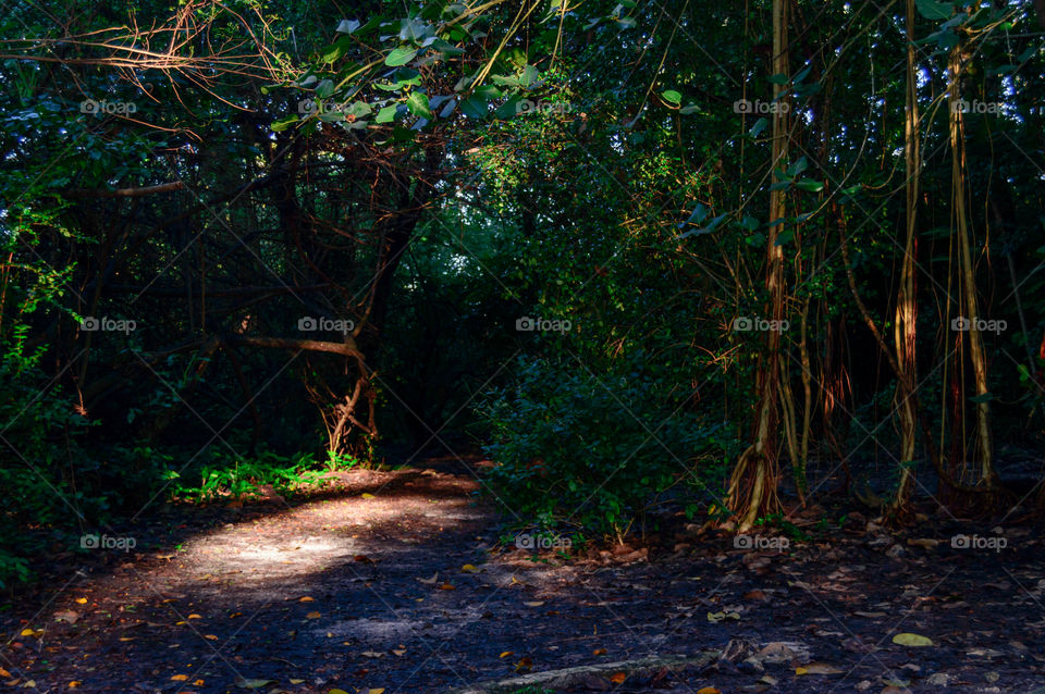 early morning view of the trail