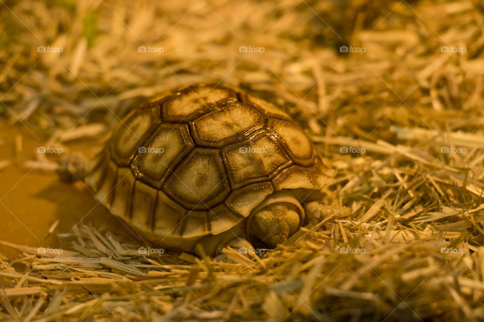 tortoiseshell, tortoise is crawl in the cage.