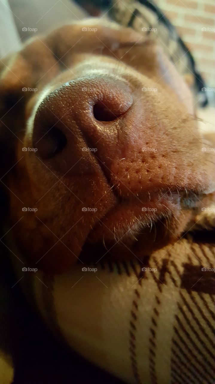 Close-up of dog sleeping