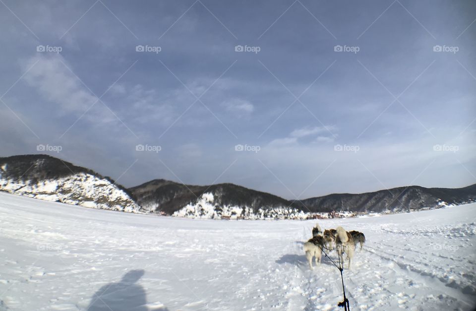 Dog skiing exercise in Baikal lake Russia