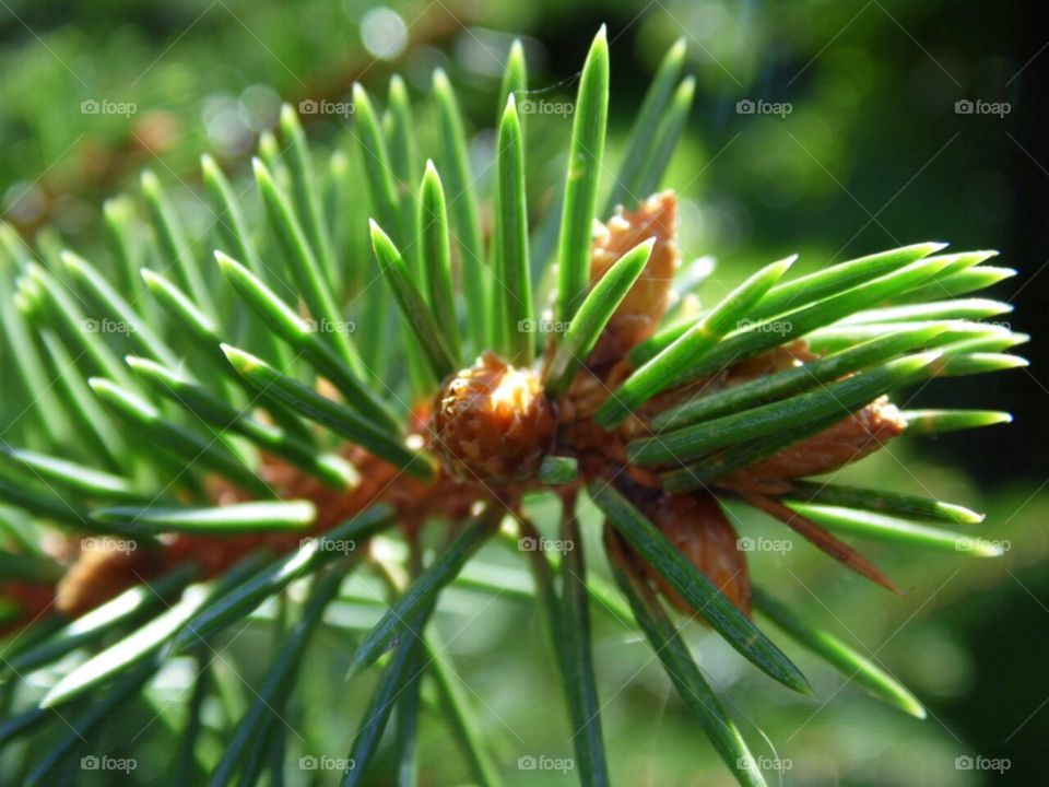 fragrant pine needles. fragrant pine needles