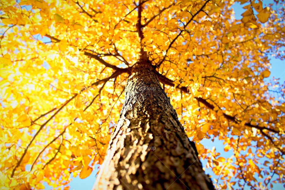 Beautiful Autumn, wonderful trees.