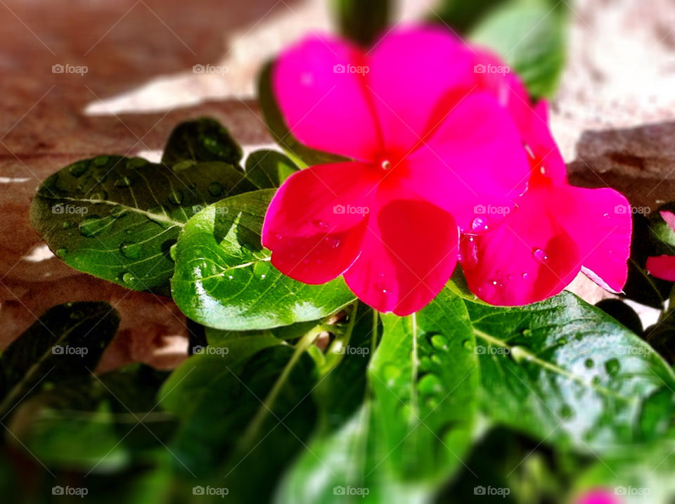 flowers pink the sun by carinafox5