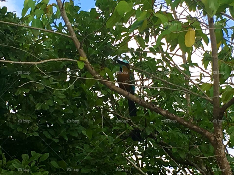 kookaburra in Coba, Mexico