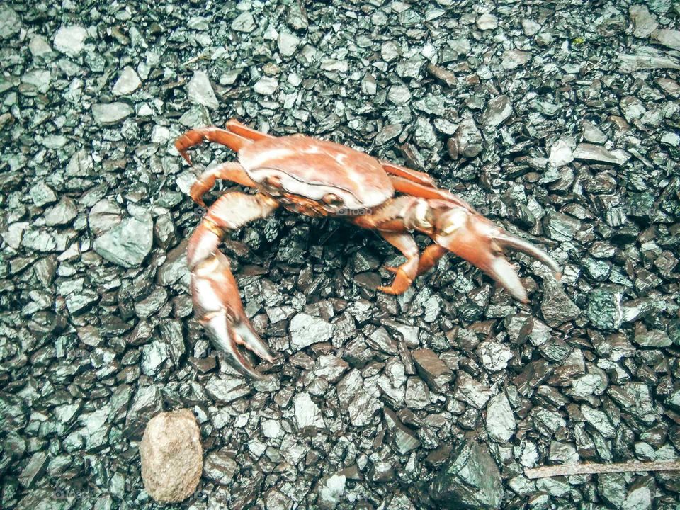 crab in coal