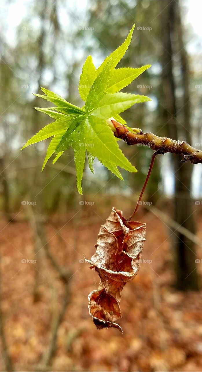 contrasts.  new leaves with dried old leaf.