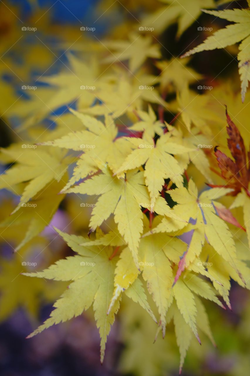 Gold Leaves