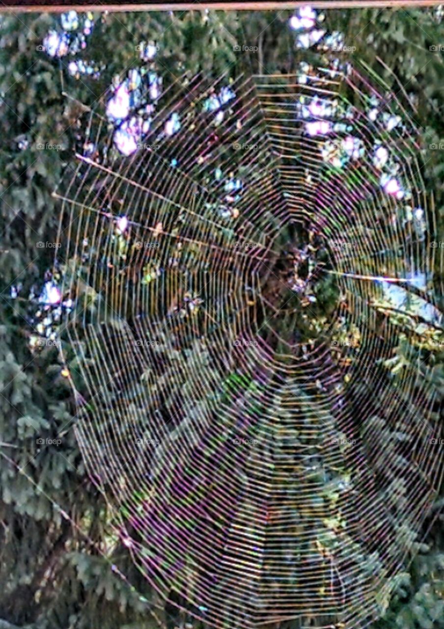 Oh, what a tangled web we weave!