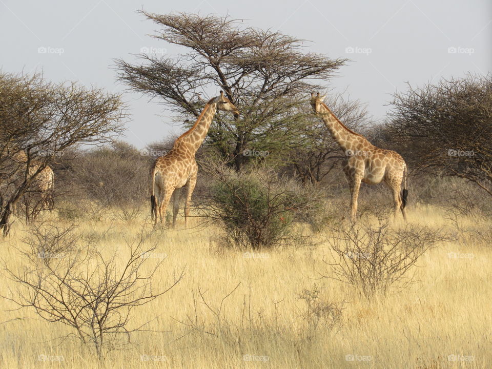 Pair of Giraffes 