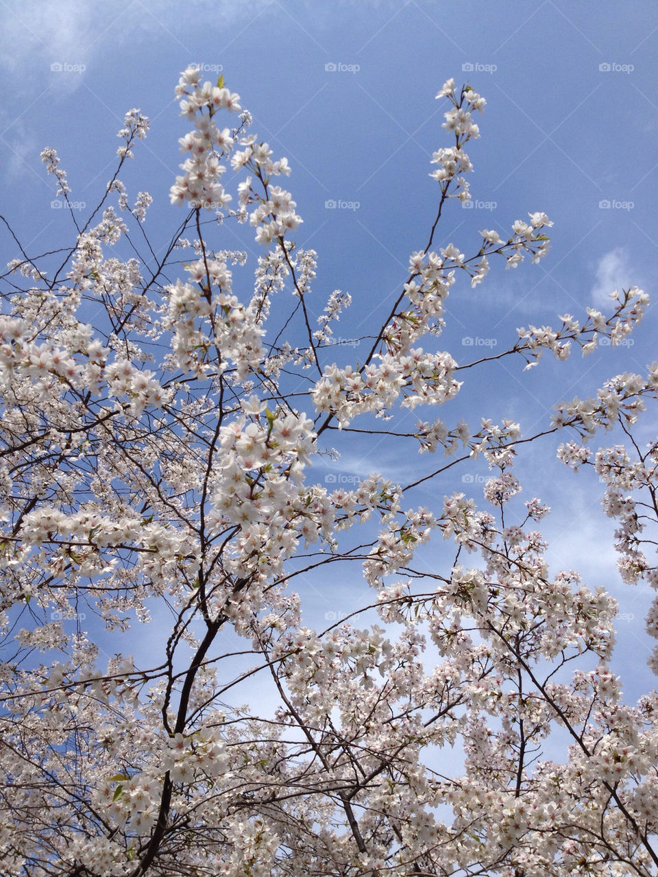 sky pretty flower blossom by sethwolfson
