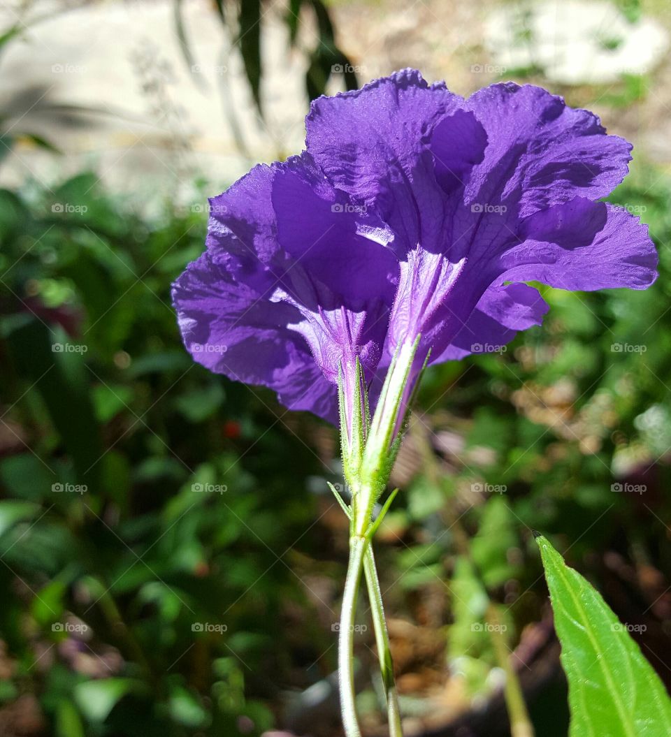 Flower, Nature, Flora, Leaf, No Person