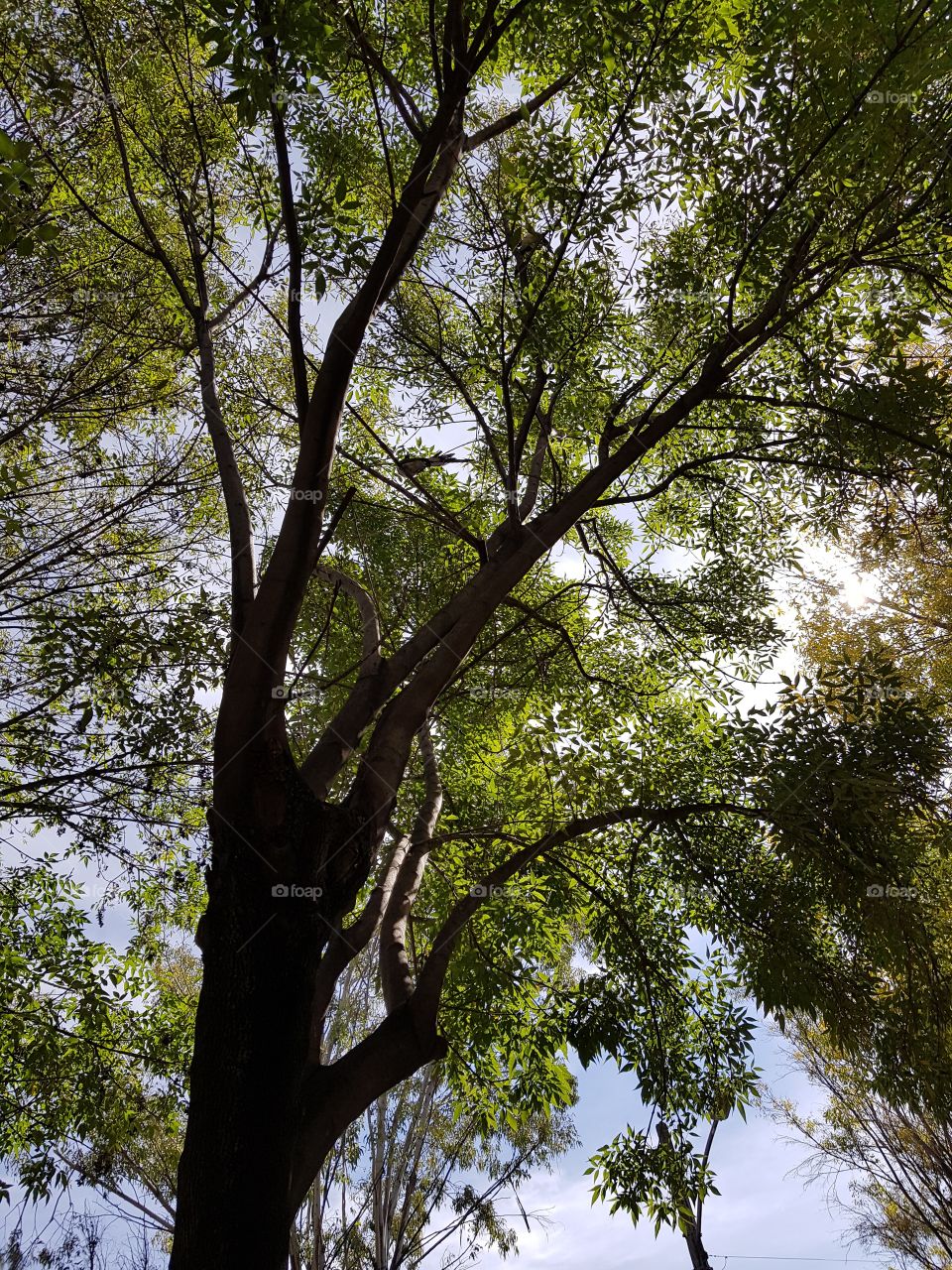 árbol y rayos del sol