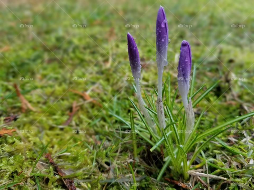 Purple crocus buds