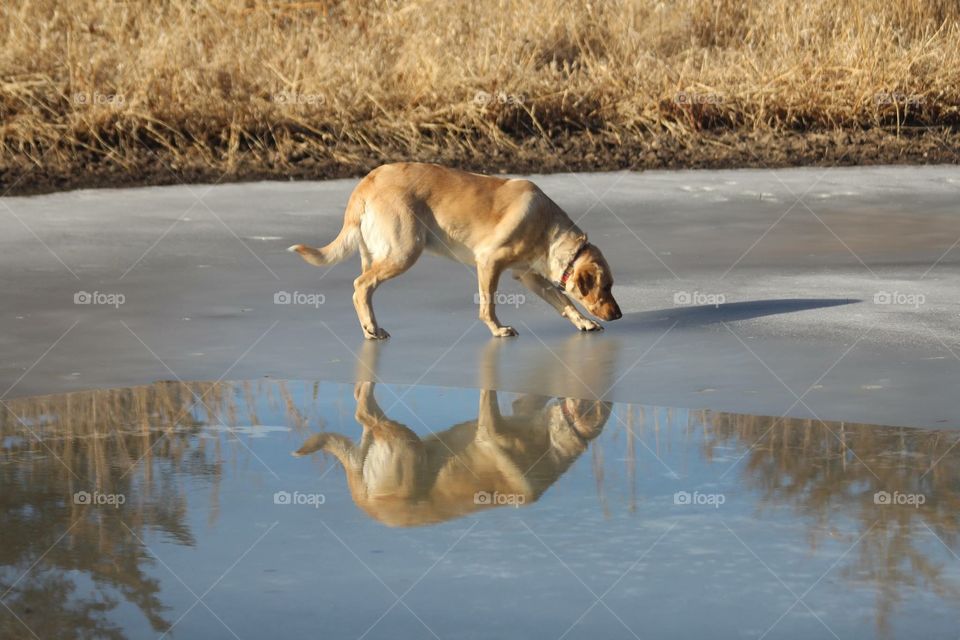 Ella on ice. Taken by our farm pond