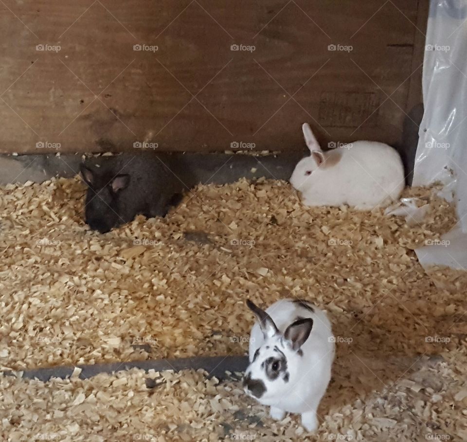 rabbits on the farm