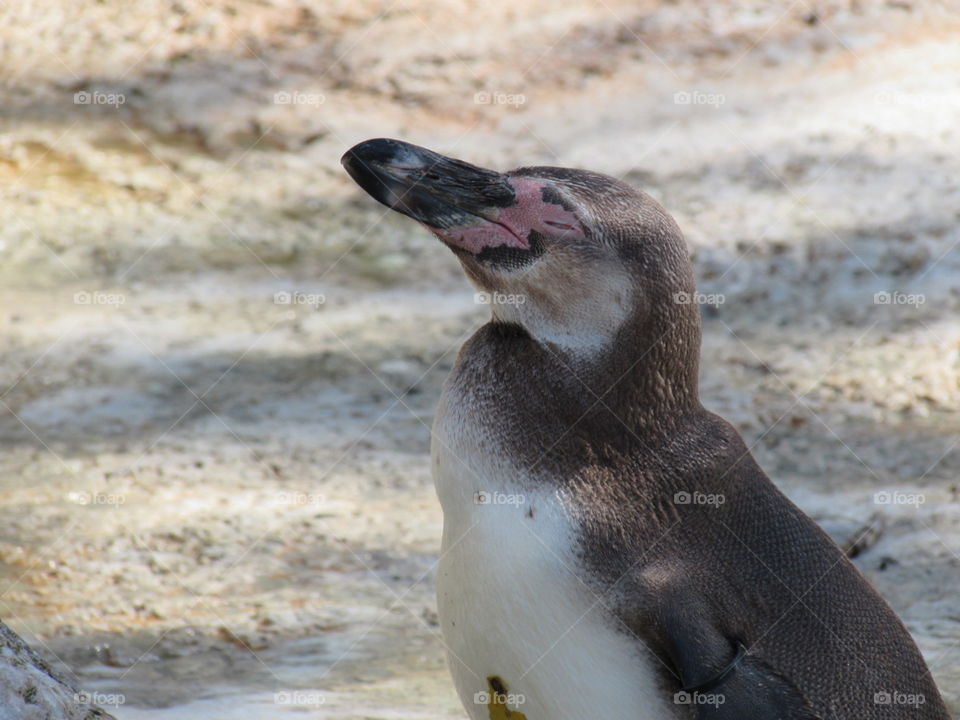 Smiling penguin