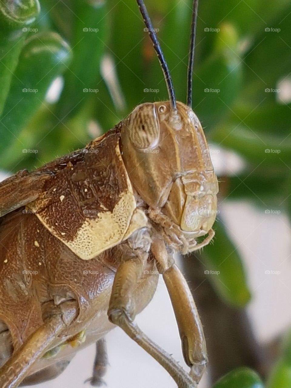 grasshopper close-up
