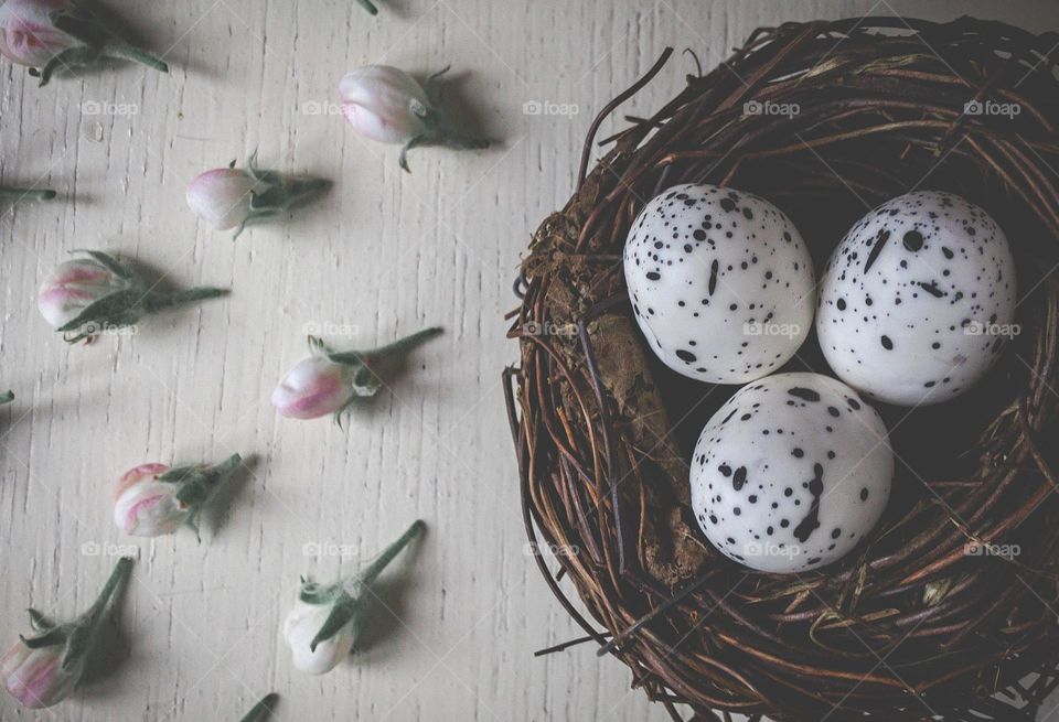 A birds nest with speckled eggs surrounded by apple blossom buds on white wooden background 