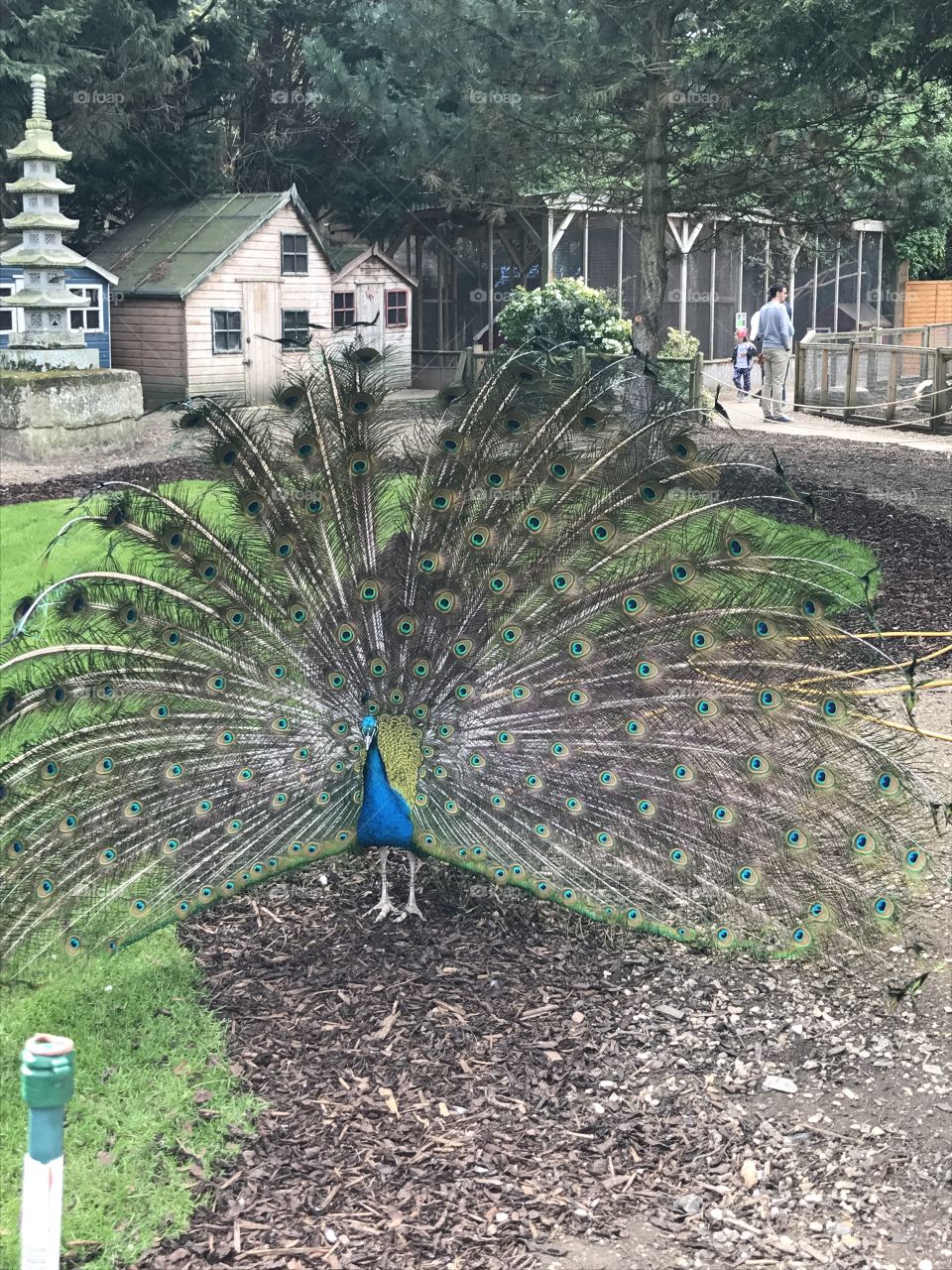 Peacock