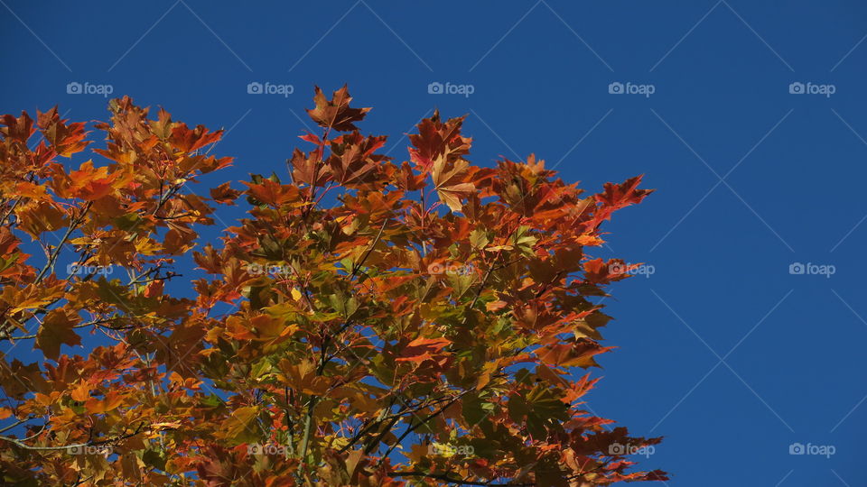 Maple in autumn 