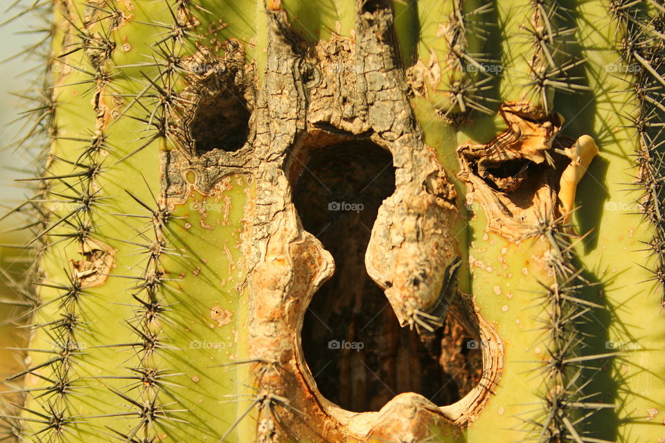 Saguaro cactus