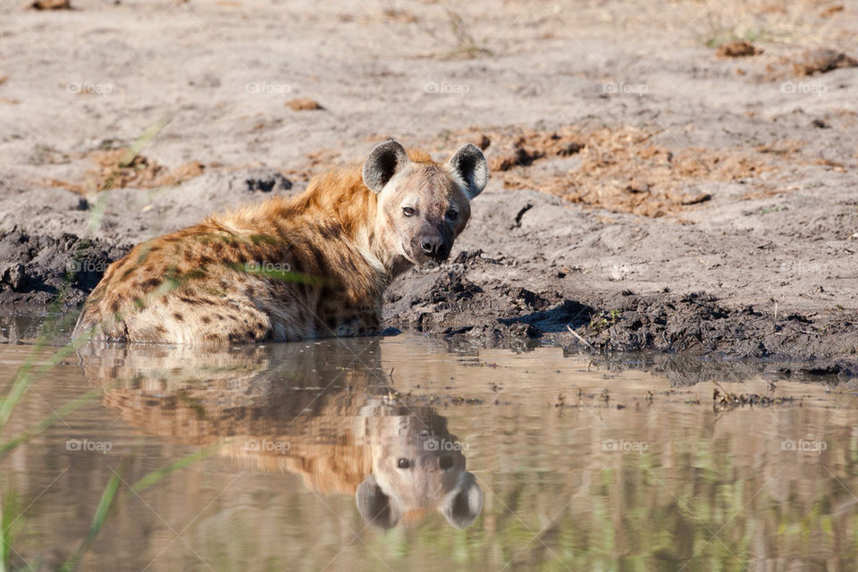 hot water reflection swimming by mike007