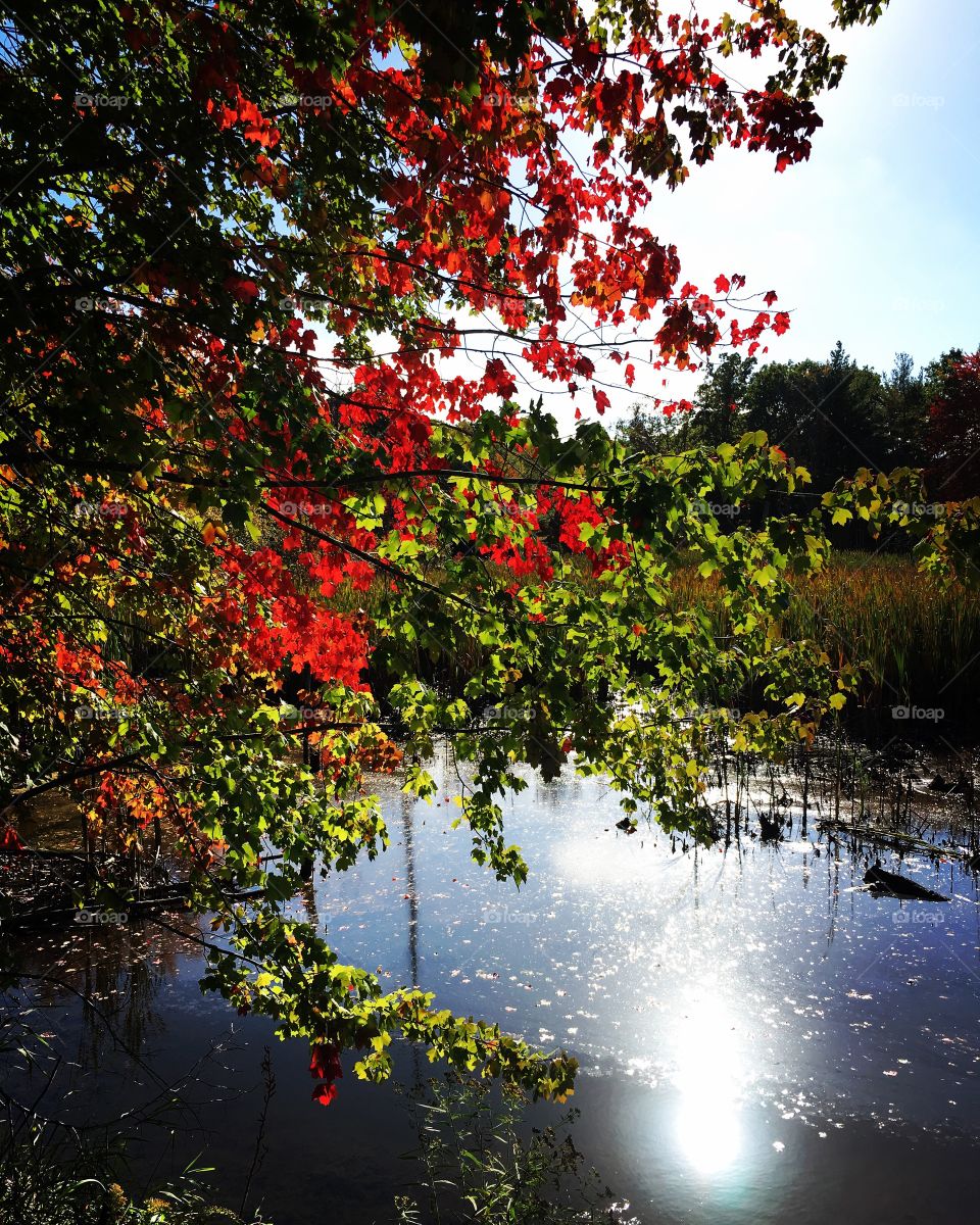 Water and leaf 