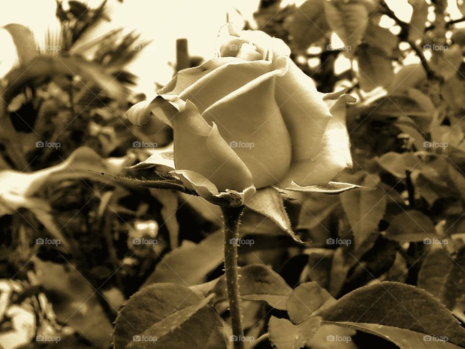rose