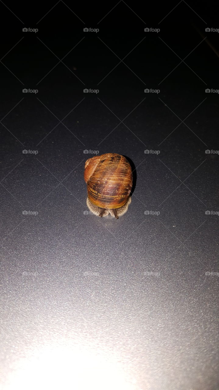 Snail Shell