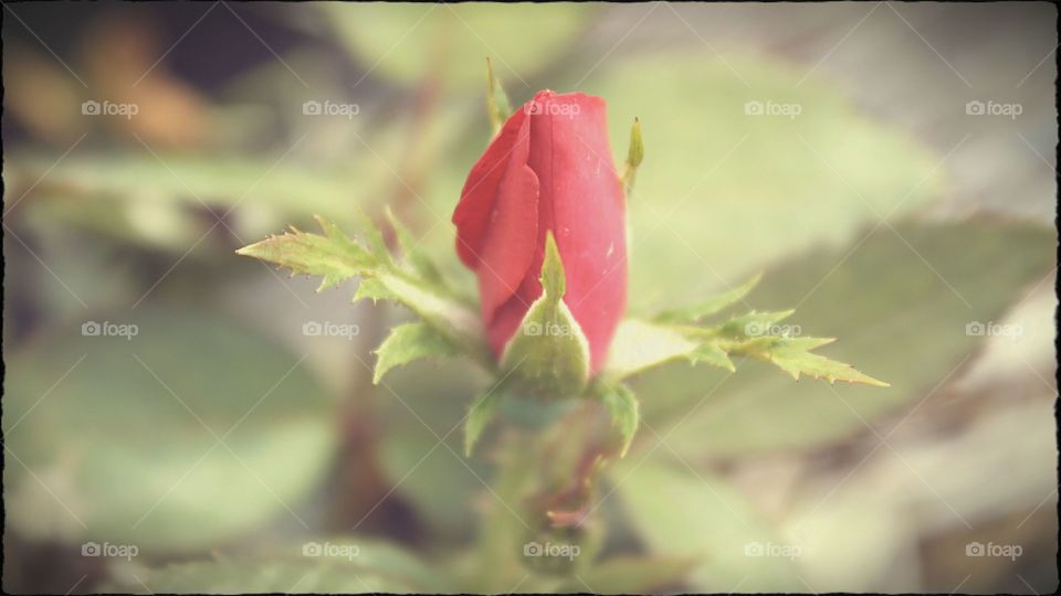 Red Rosebud